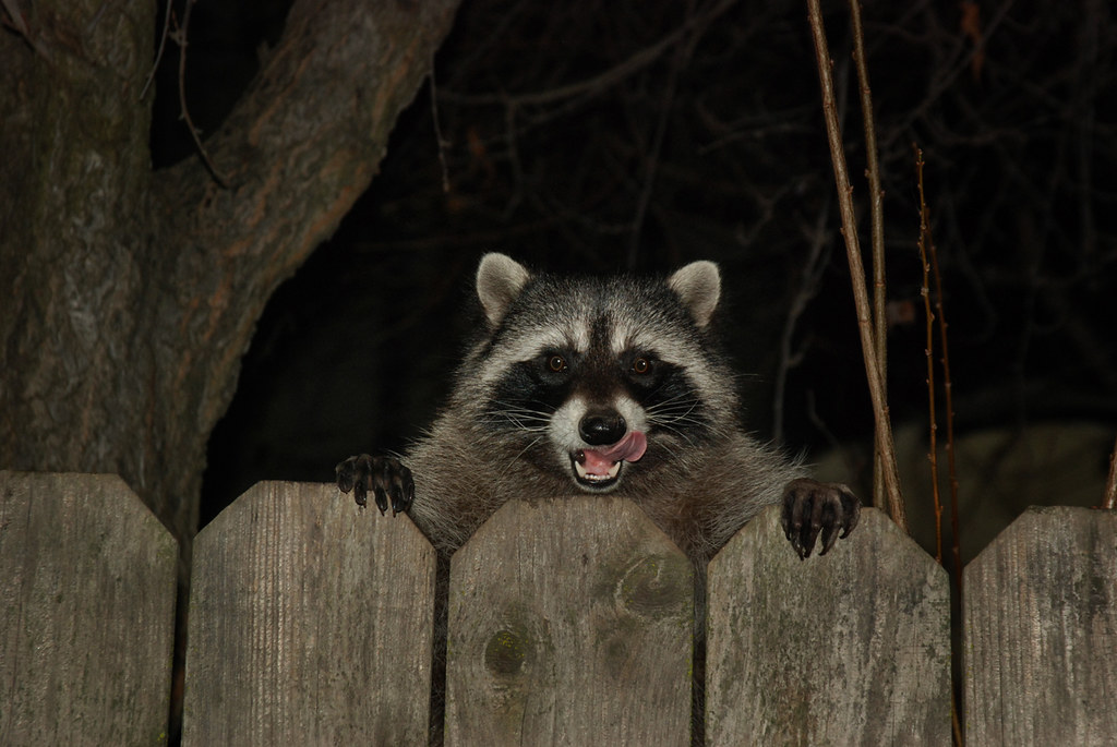 Rabies vaccine baits to drop across 12 East Tennessee counties